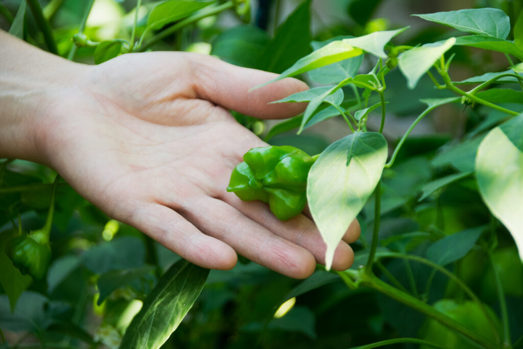 Learning from the Garden